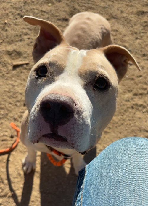 HANK - Pit Bull Terrier available for adoption
