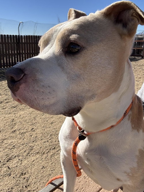 Hank, photo 3