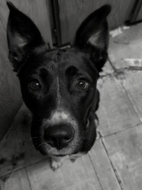 DECEMBER - Australian Kelpie / Border Collie available for adoption