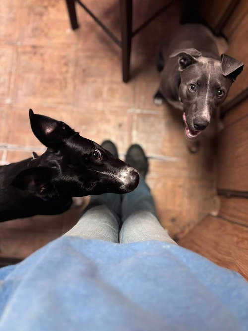 DECEMBER - Australian Kelpie / Border Collie available for adoption
