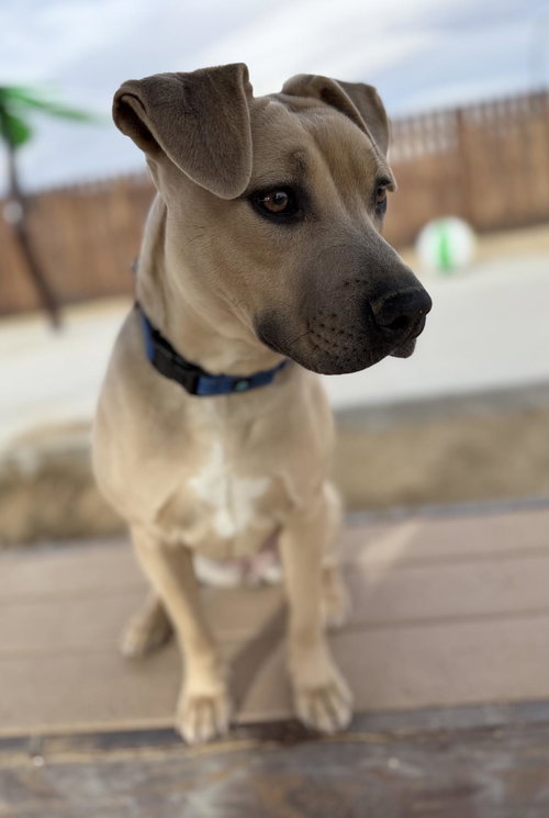 picture of the dog needing adoption