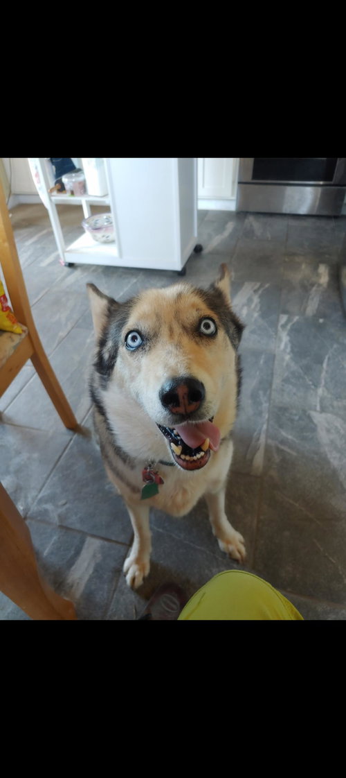 STELLA - Husky available for adoption