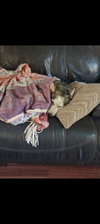 Stella - Photo 2