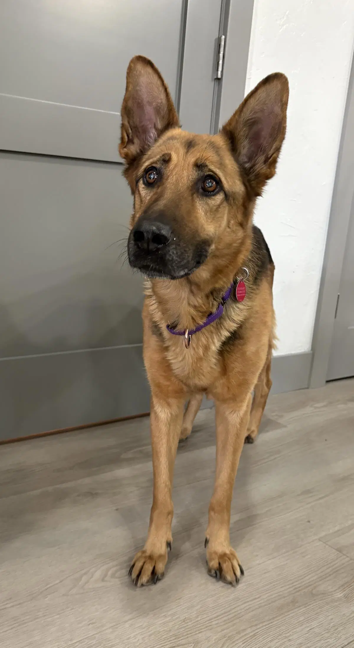 Mira - German Shepherd Dog