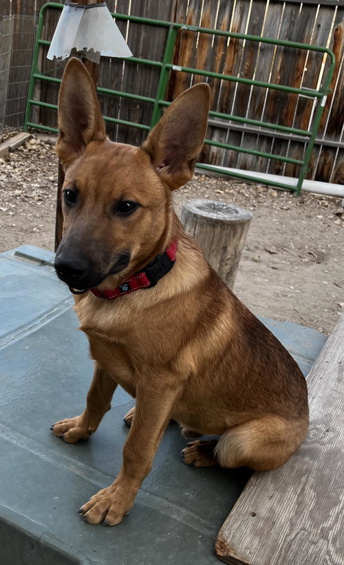Abbott, an adoptable Belgian Shepherd Malinois in Incline Village, NV
