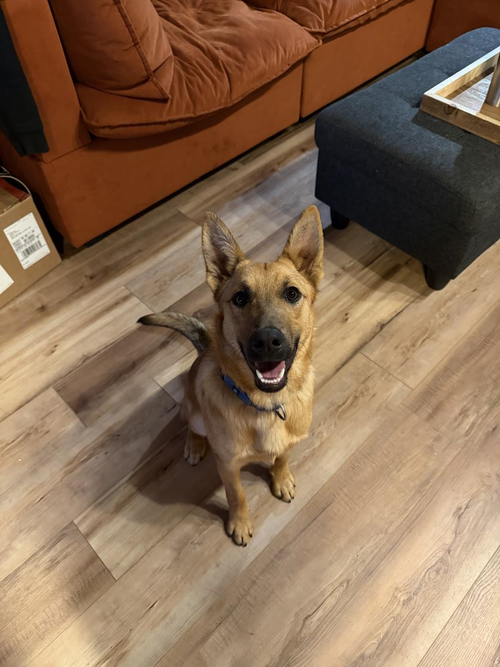 Costello, an adoptable Belgian Shepherd Malinois in Incline Village, NV