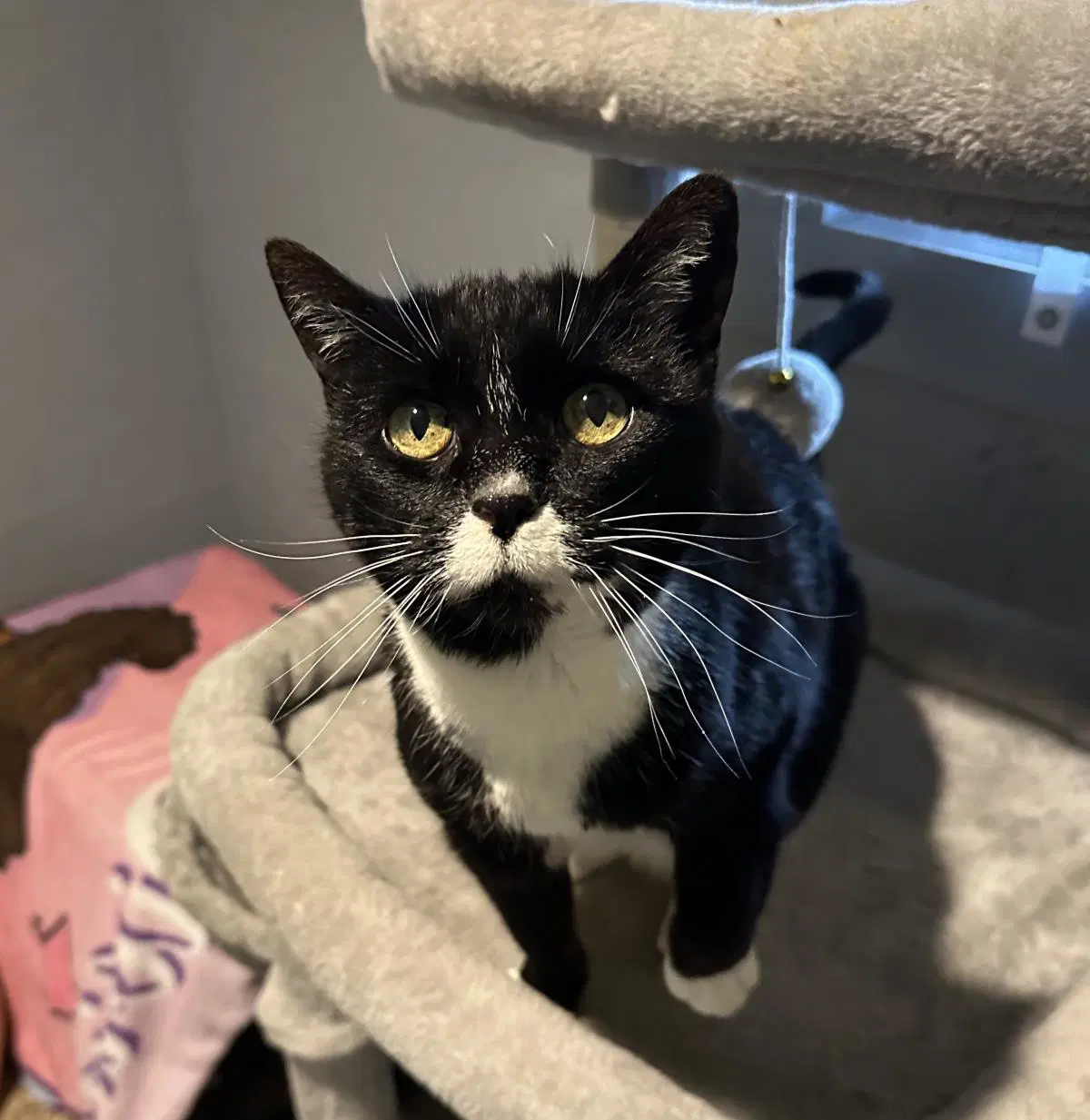 Flower - Tuxedo