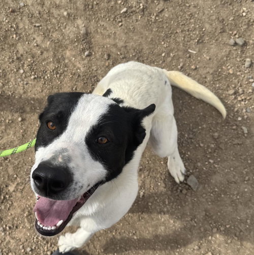 picture of the dog needing adoption