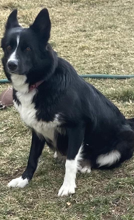 Daisy