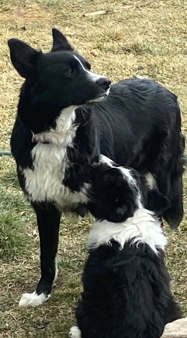 Daisy