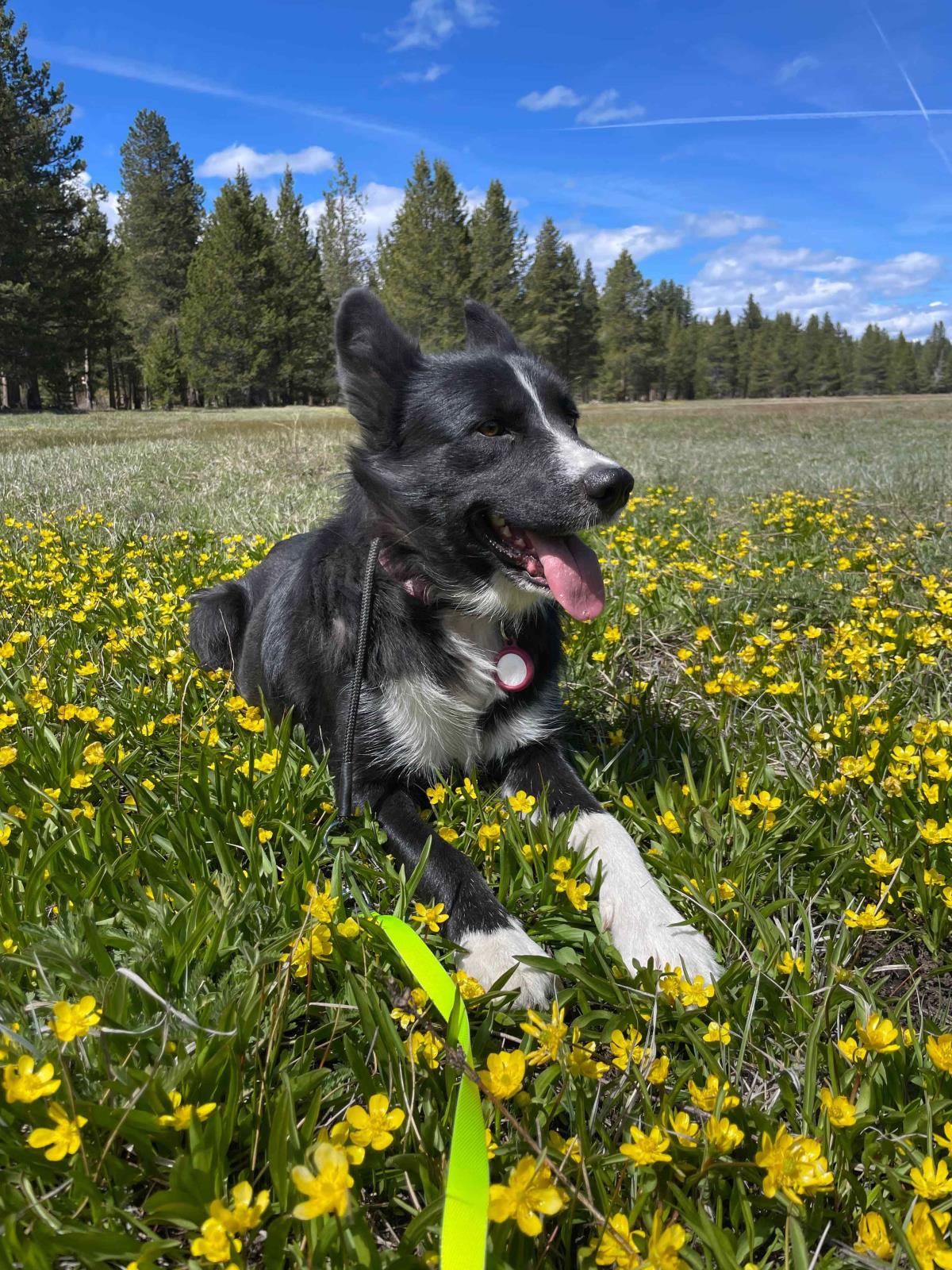 Maisy
