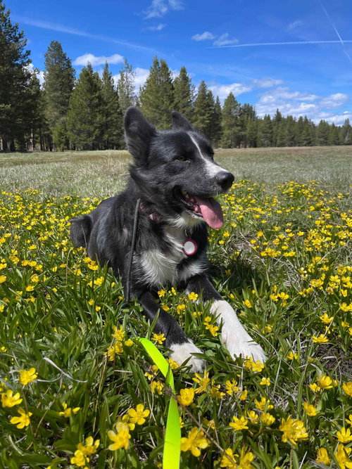 picture of the dog needing adoption