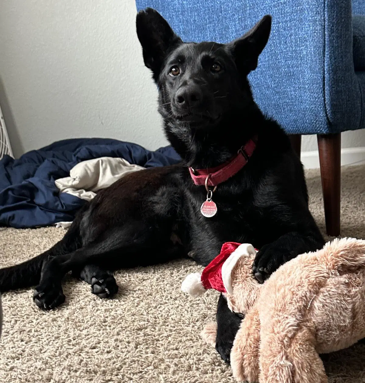 Onyx - German Shepherd Dog