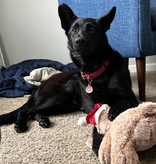 picture of the dog needing adoption
