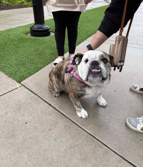 CHLOE - English Bulldog available for adoption