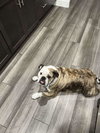 Chloe - Photo 3