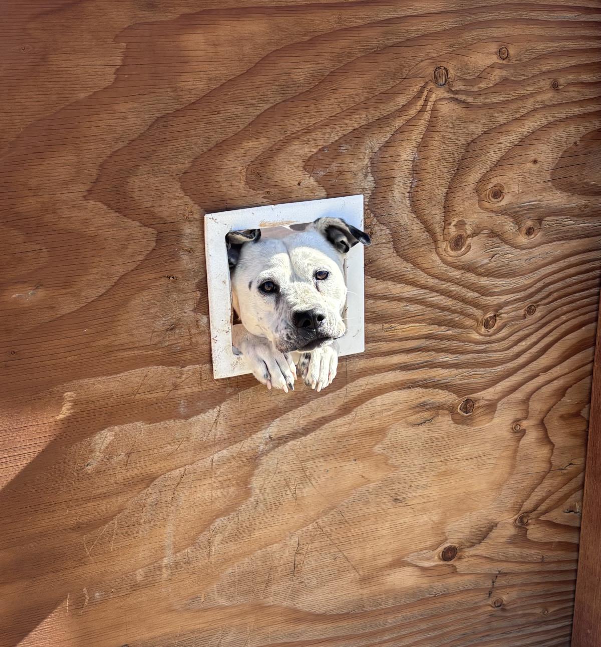 Goob Image