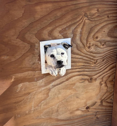 Goob, an adoptable Boxer in Incline Village, NV