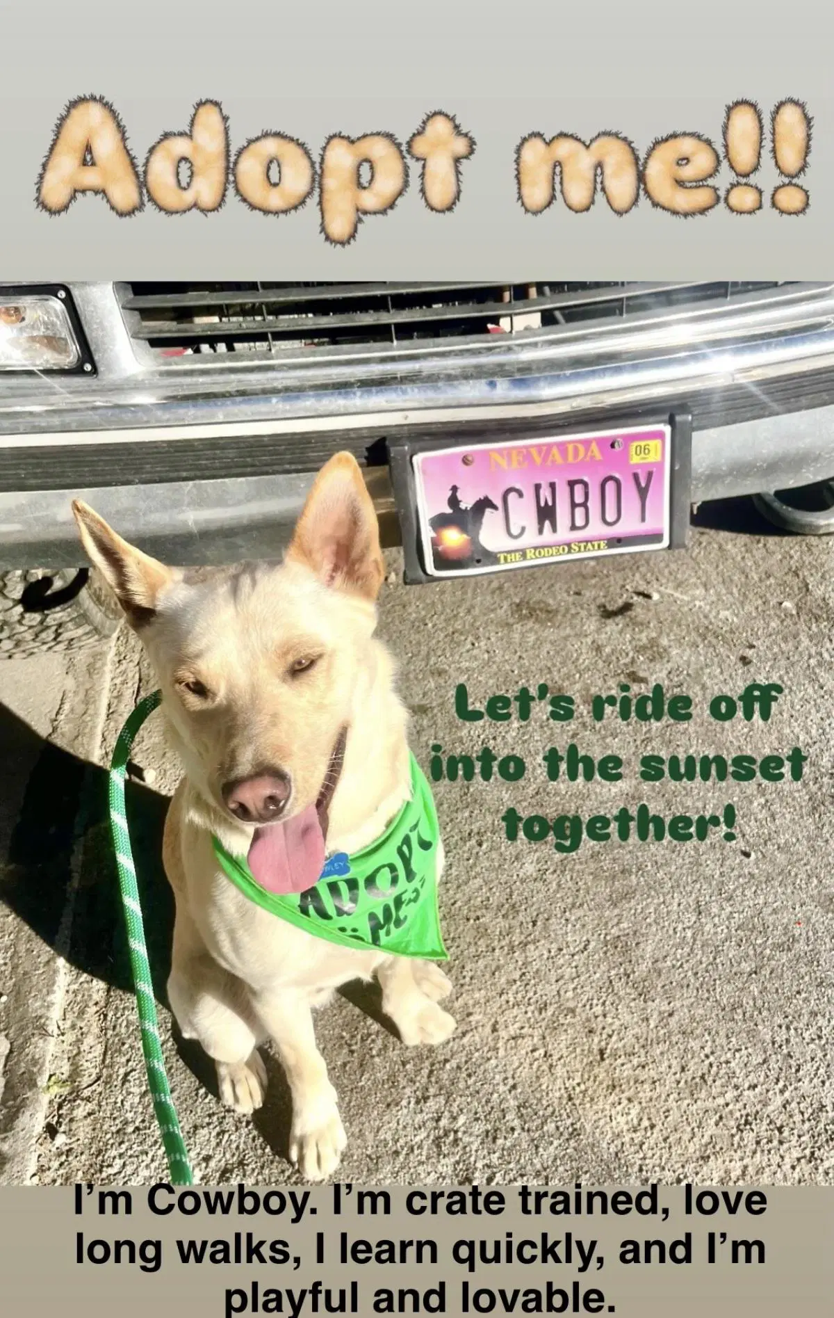 Cowboy - Labrador Retriever