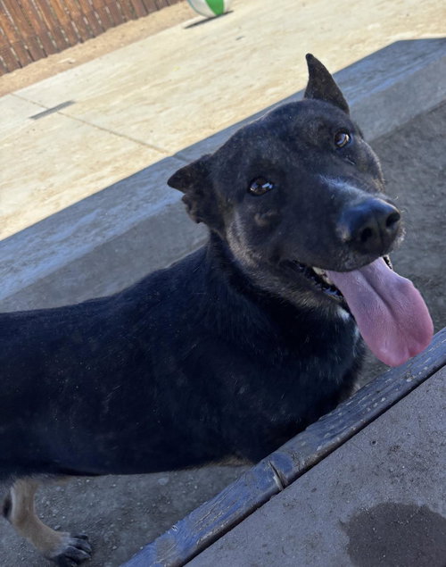 picture of the dog needing adoption