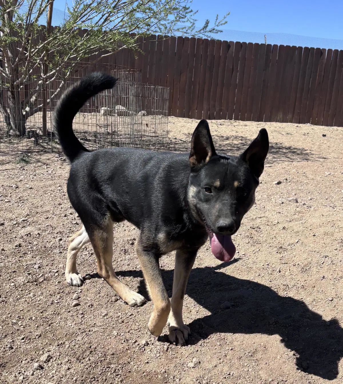 Hudson - German Shepherd Dog