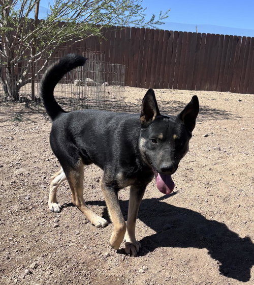 picture of the dog needing adoption
