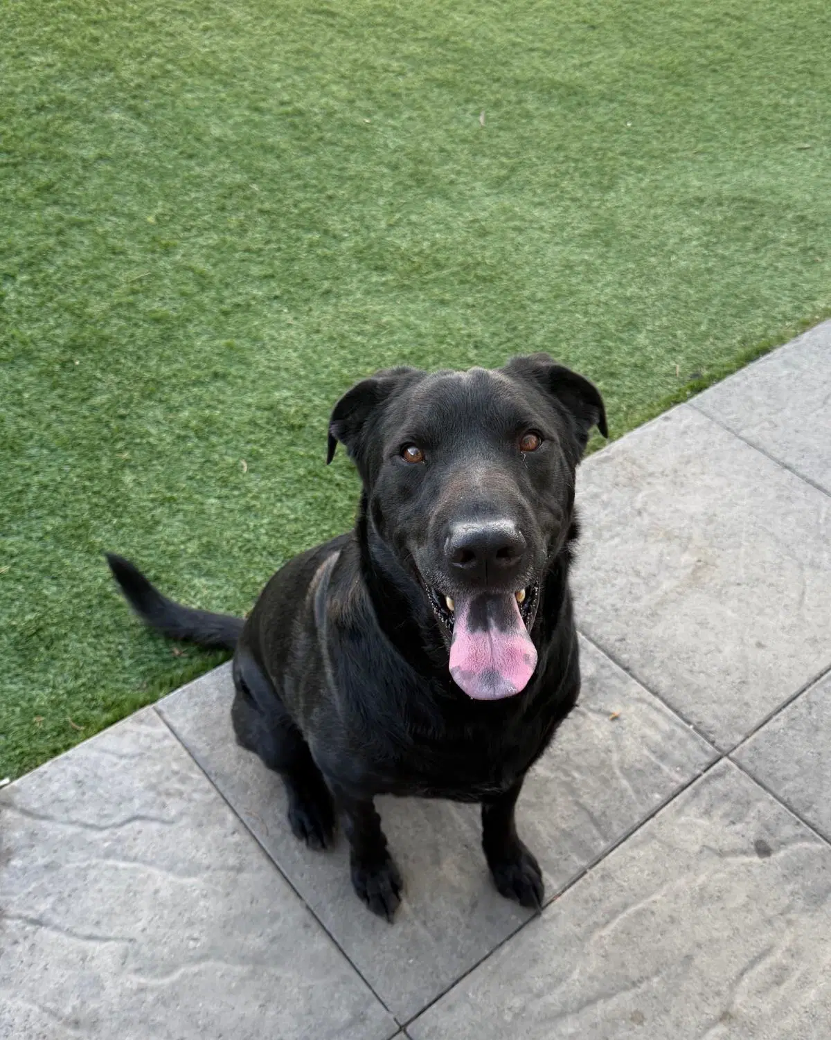 Tobey - Labrador Retriever
