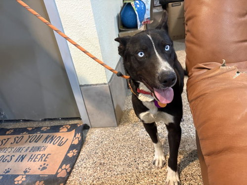 Elsa, an adoptable Border Collie in Incline Village, NV