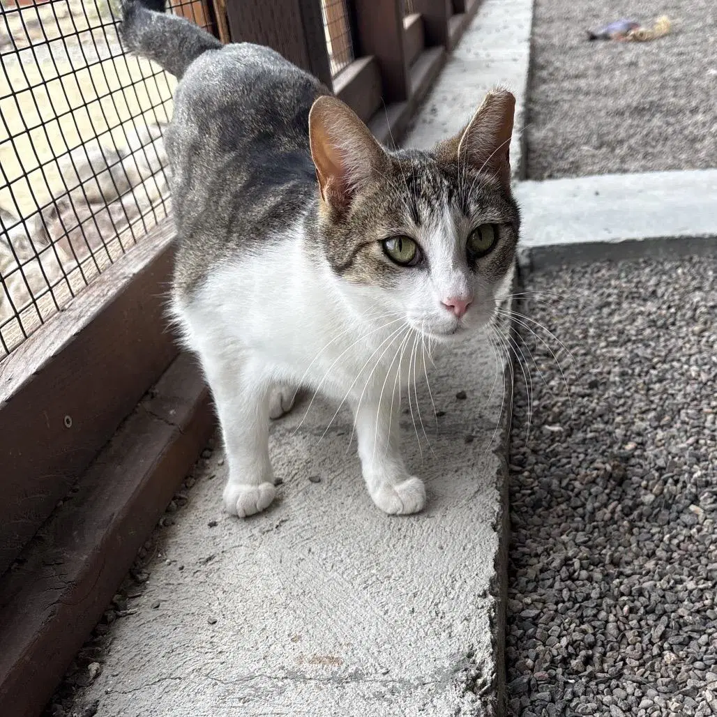Naoki - Domestic Short Hair