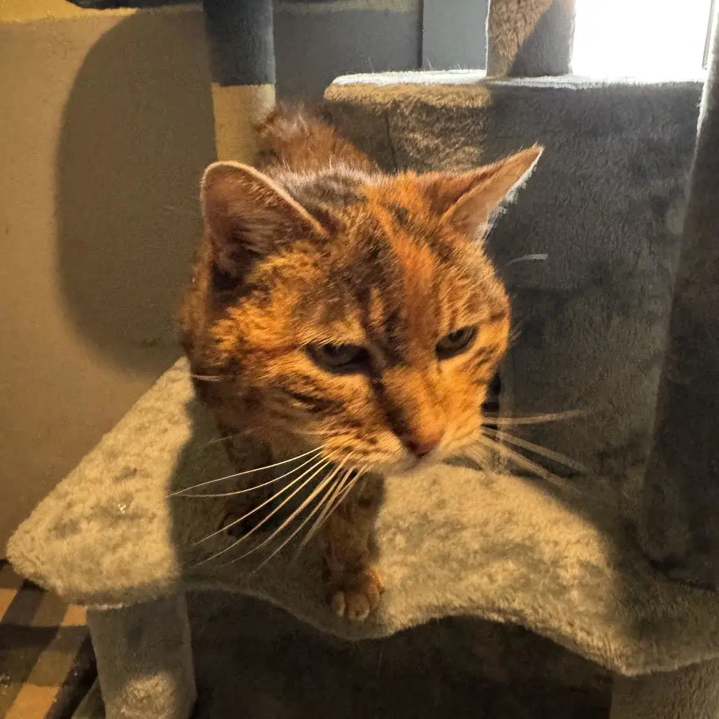 Betty - Domestic Short Hair