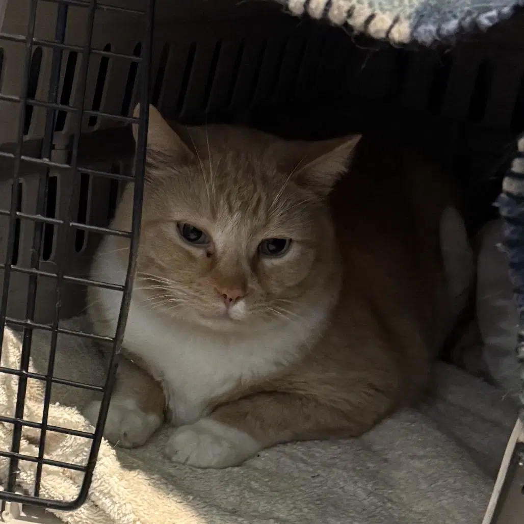 Saito - Tabby