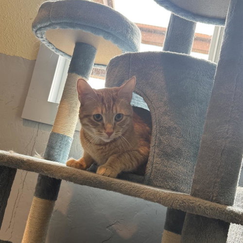 Milo, an adoptable Tabby in Incline Village, NV