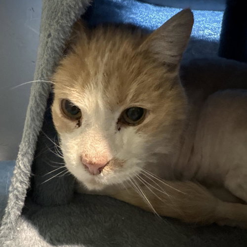 Barney, an adoptable Tabby in Incline Village, NV
