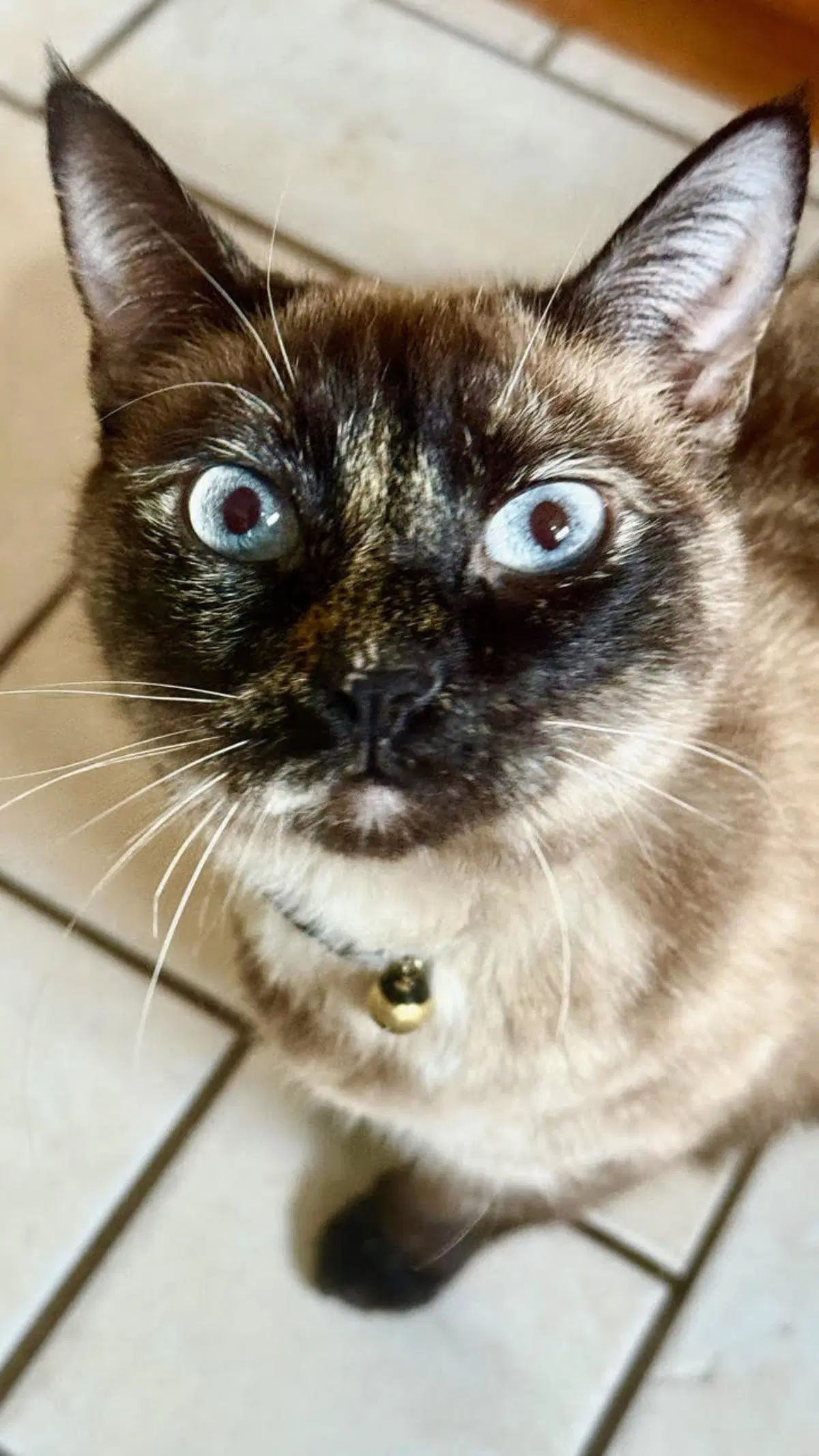 Eva - Siamese