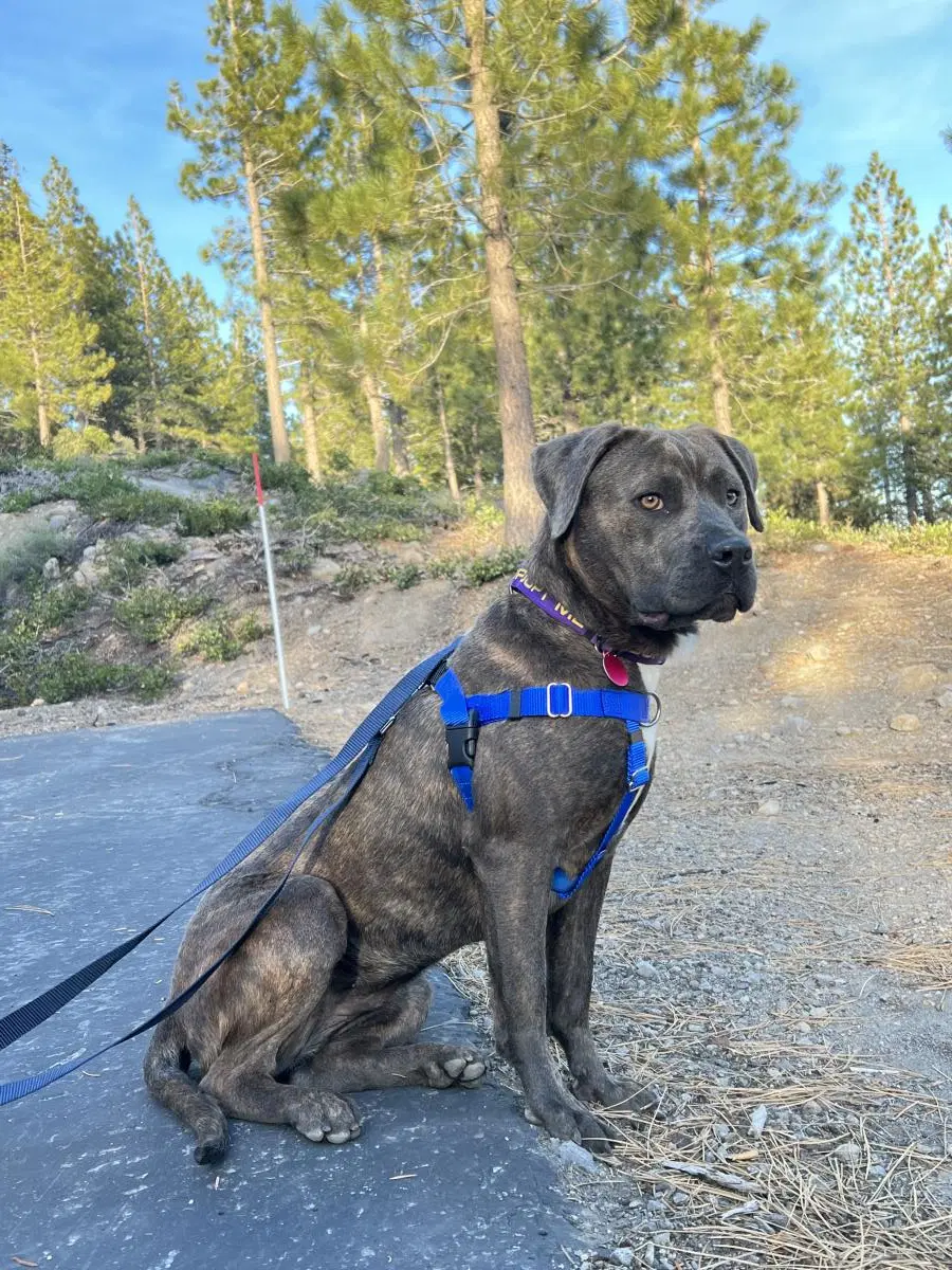Carmen - Pit Bull Terrier