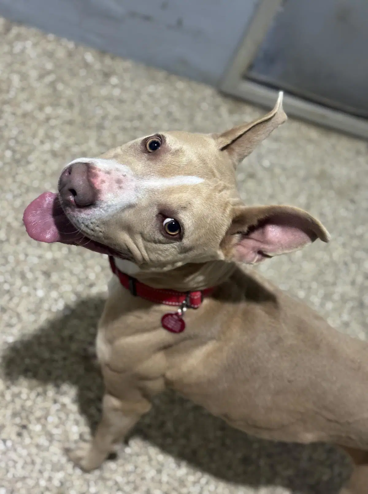 Lanie - Pit Bull Terrier