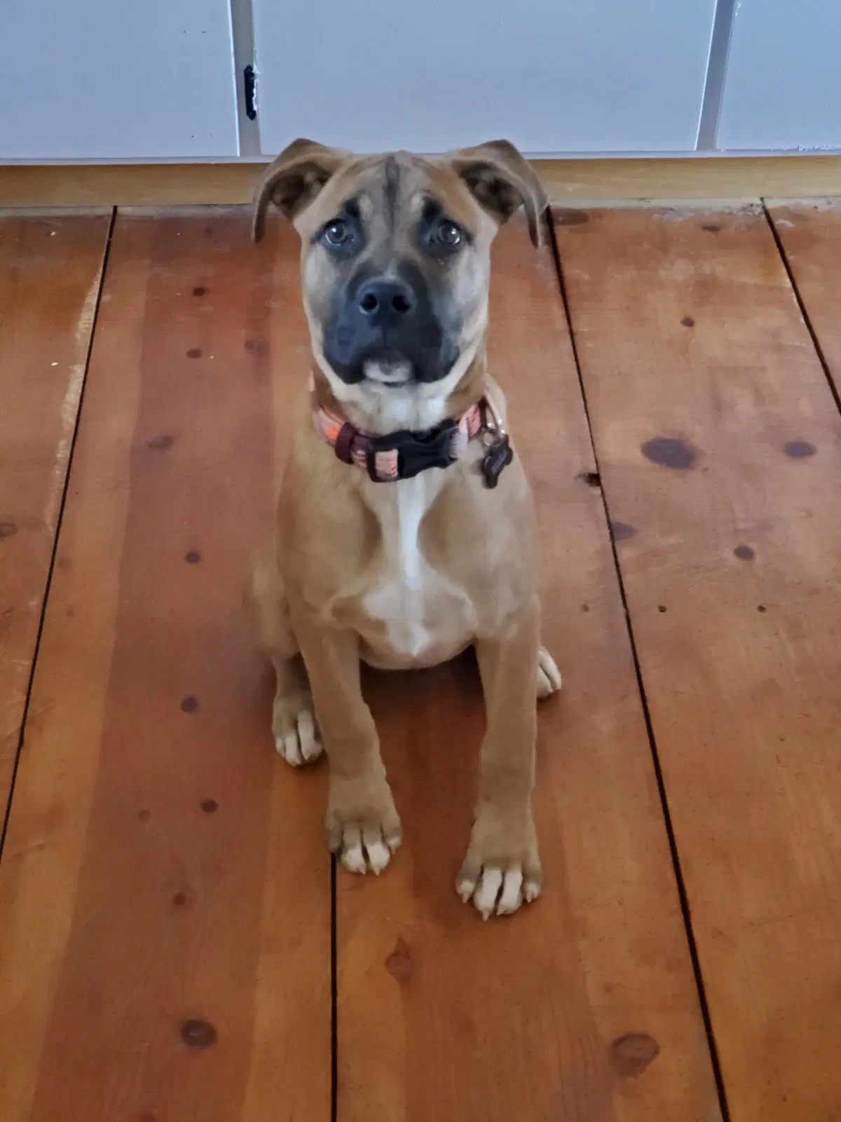 Nala - Cane Corso Mastiff