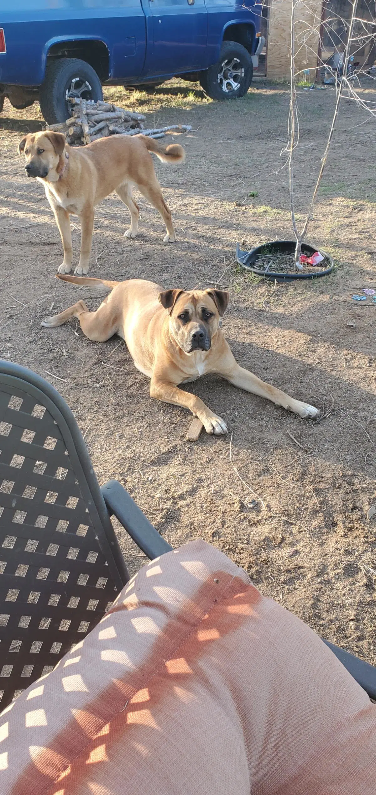 Nala image 2