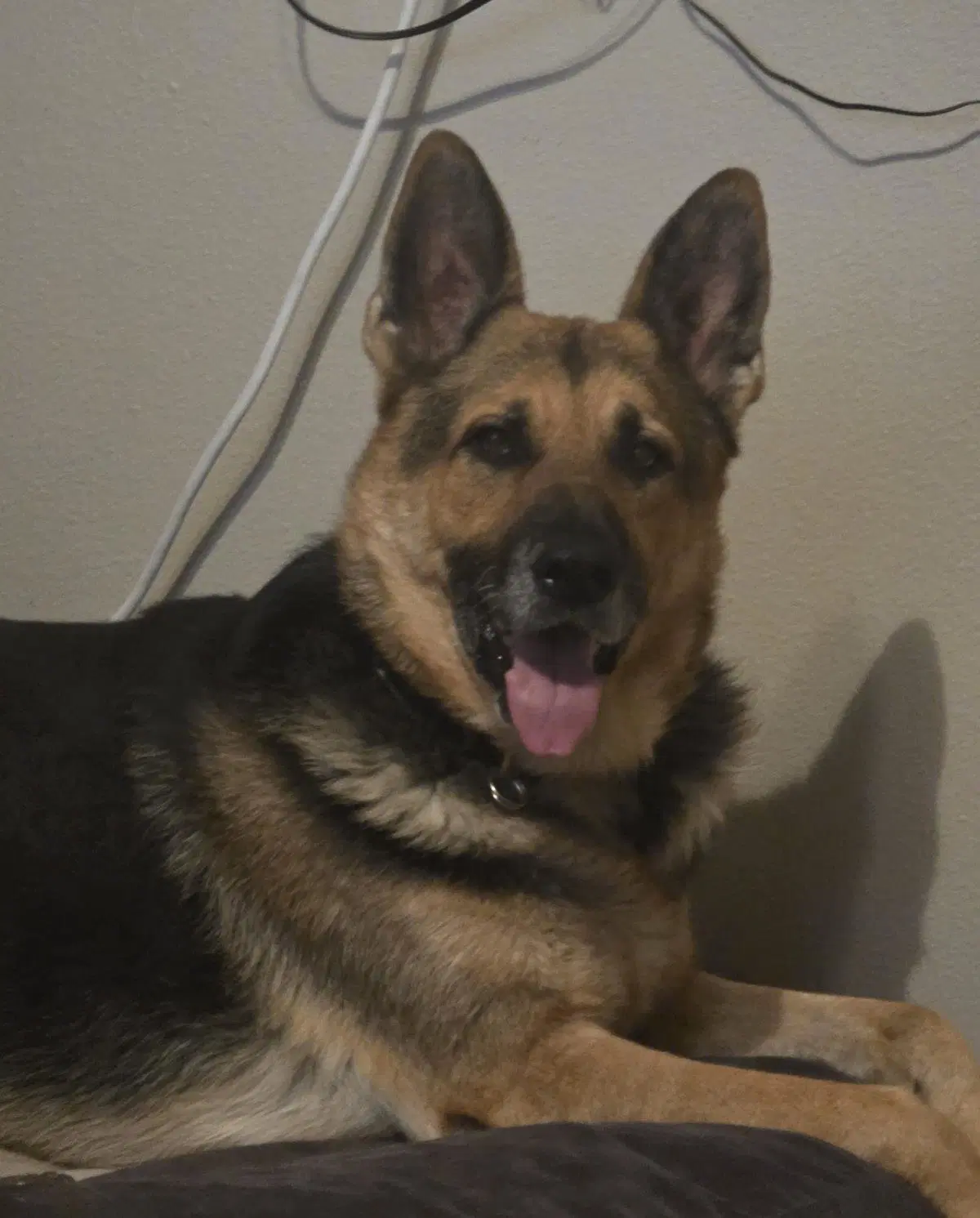Duncan - German Shepherd Dog