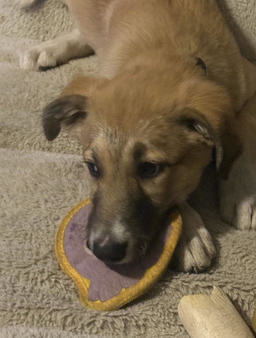 Shaysha, an adoptable German Shepherd Dog in Incline Village, NV