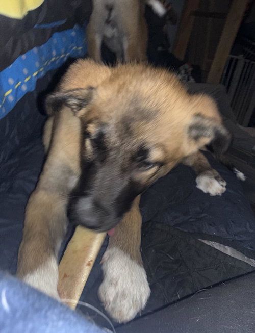 Jade, an adoptable German Shepherd Dog in Incline Village, NV