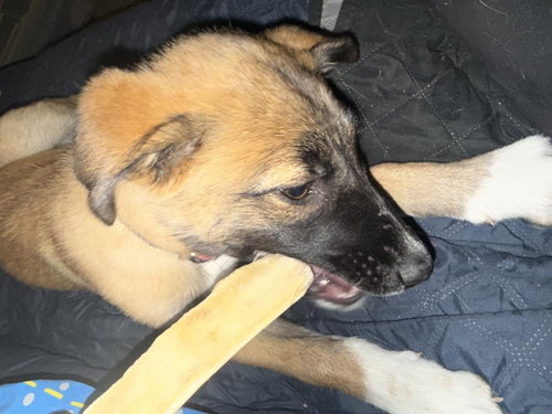 JADE - German Shepherd Dog / Belgian Shepherd Malinois available for adoption