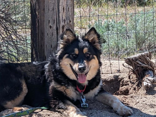 Ayla, an adoptable German Shepherd Dog in Incline Village, NV