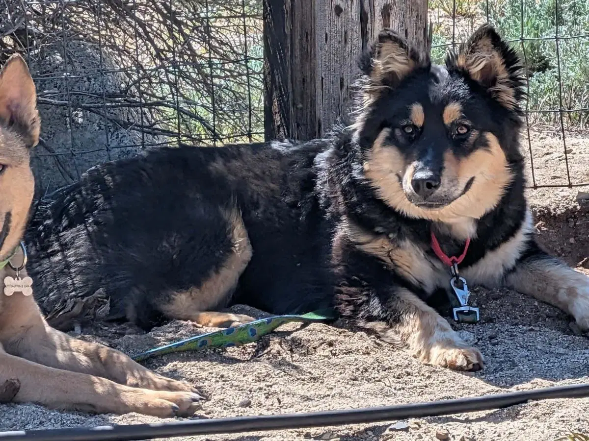 Ayla image 2