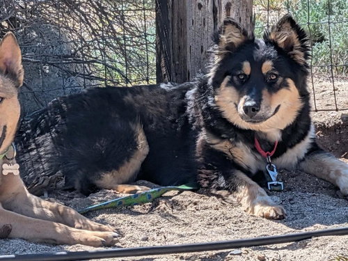 AYLA - German Shepherd Dog / Husky available for adoption