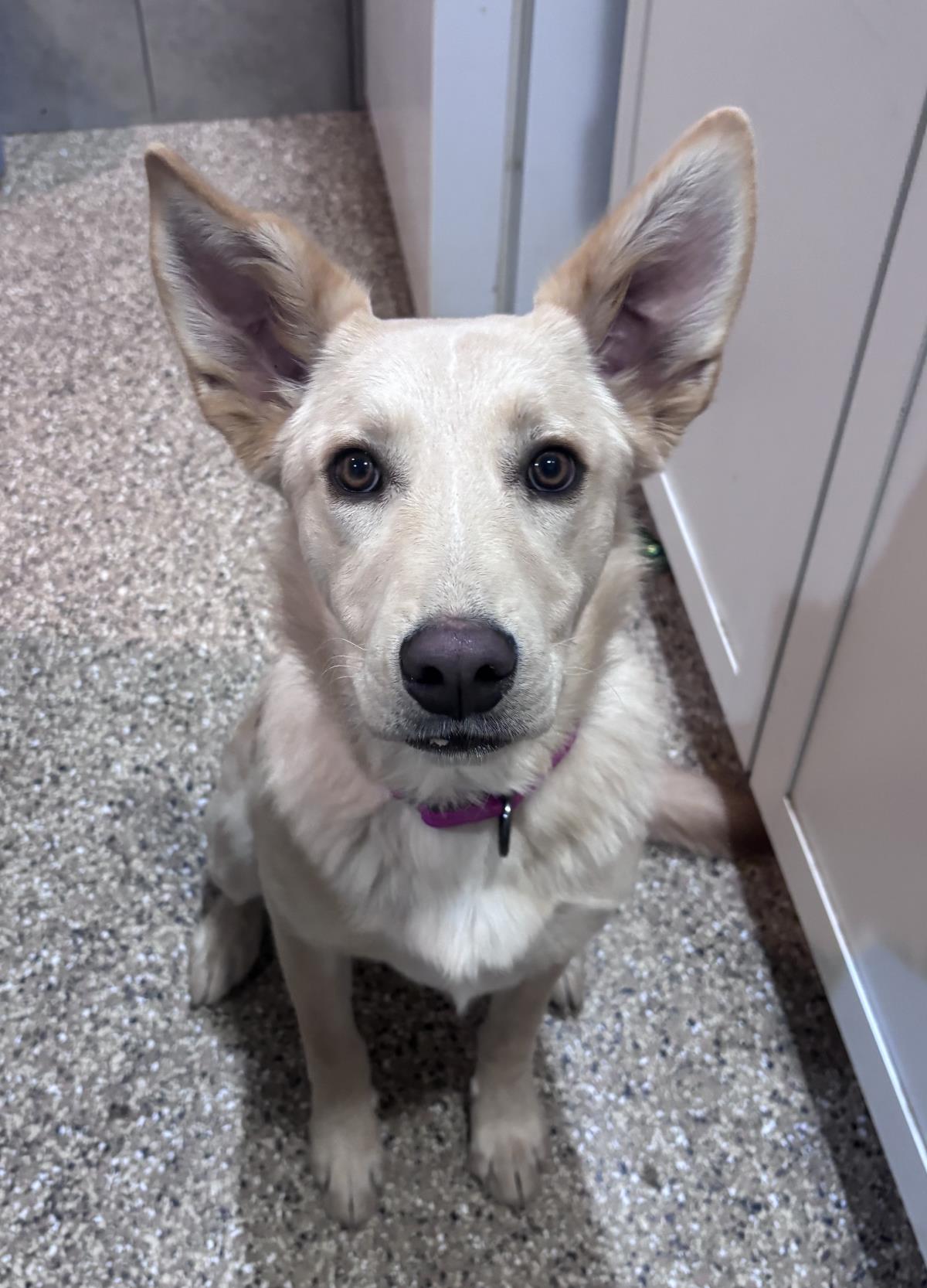 Ellie Image