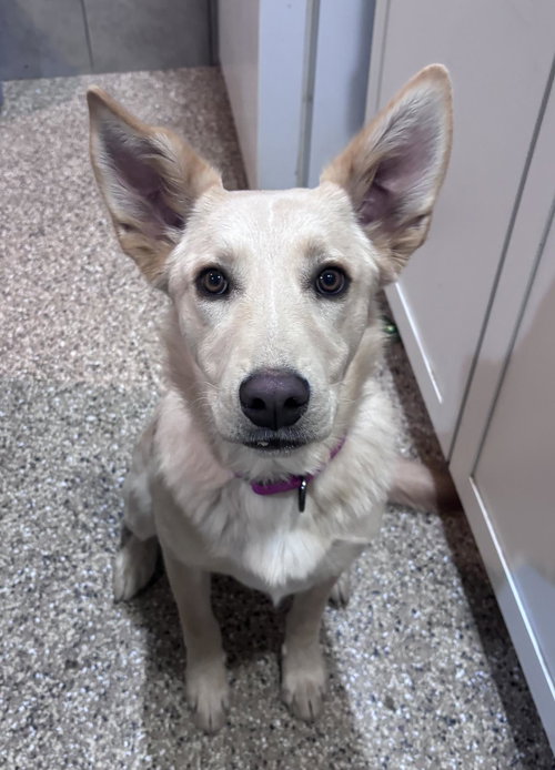 Ellie, an adoptable Husky in Incline Village, NV