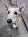 Ellie - Photo 2