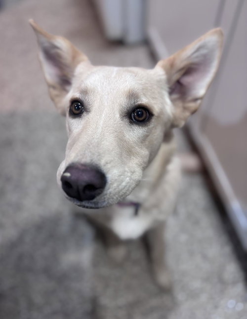 ELLIE - Husky / Australian Cattle Dog/Blue Heeler available for adoption