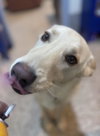 Ellie - Photo 4